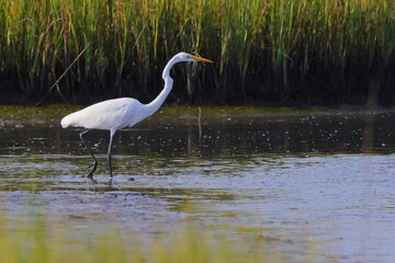 White egret in habitat stalking prey in saltwater marsh. 