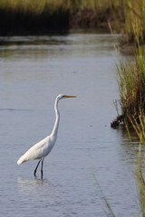 White egret in habitat stalking prey in saltwater marsh. 