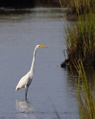 Obraz premium White egret in habitat stalking prey in saltwater marsh. 