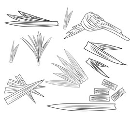 various kinds of pandan leaves with a transparent background