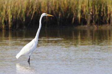 White egret feeding in habitat saltwater marsh. 