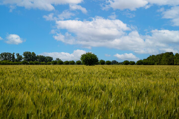 Rural landscape of cultivated fields and clouds