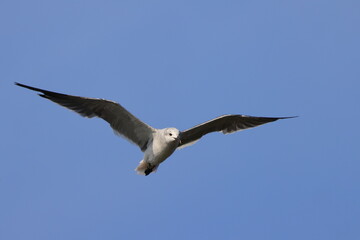 Seagull inflight. 