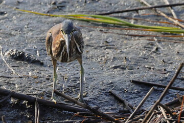 Tricolored heron in habitat saltwater marsh. 