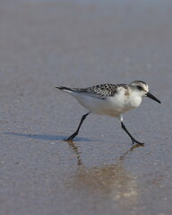 Sand piper running on beach. 
