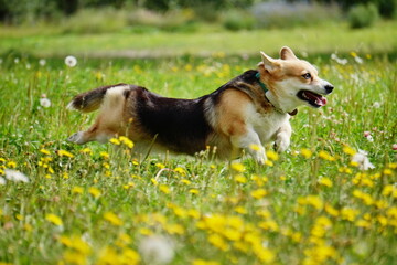 welsh corgi corgi dog run playing in the grass