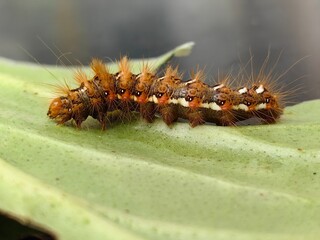 Caterpillar 