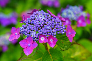 アジサイ　梅雨の花　６月