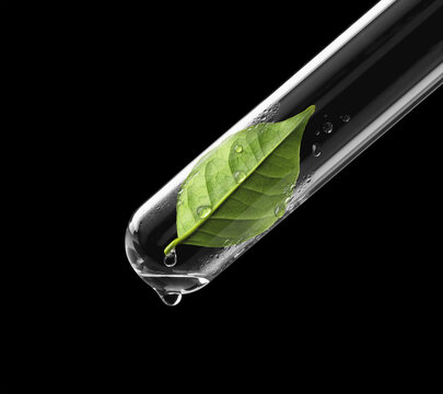 Leaf In A Test Tube With A Water Droplet On The End, Against A Black Background; Toronto, Ontario, Canada