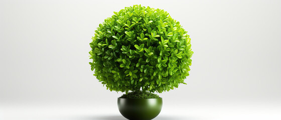 A topiary Isolated on white background.