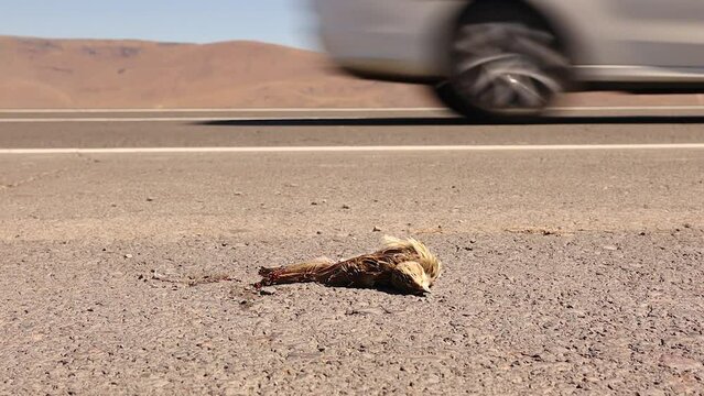 Dead rock sparrow on the highway. bird was hit by a car. Carcass of animal, accident by a car. Animals were killed. Veterinary medicine. Exotic Veterinary. wildlife vet. wild nature. Migratory birds
