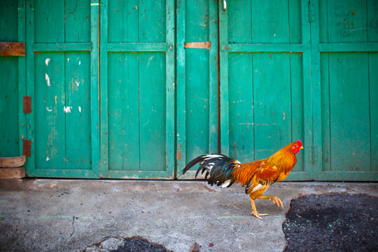 A Rooster Walks In Front Of A Green Wooden Wall; Muara Pinang South Sumatra Indonesia