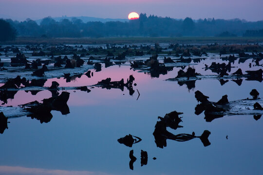 The Gearagh Near Macroom At Sunset; County Cork Ireland