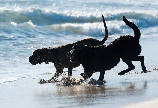Two Dogs Playing In The Water On The Beach At Punta Paloma; Tarifa, Cadiz, Andalusia, Spain