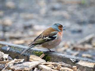Singing finch in the forest