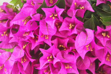 Showy pink bougainvillea and blooming small yellow flower with green leaves in summer. Full of screen close up.