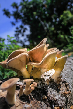 While walking to a garden in Aceh, Indonesia, I saw a pile of mushrooms on a fallen log, the mushrooms were very beautiful.