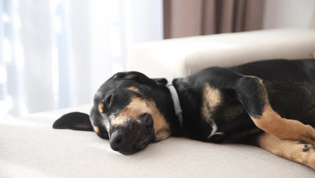 Beautiful black dog falling asleep on the white couch. Dog looking trough the window and waiting for owner. Home alone dog. Sleeping black dachshund laying in the sun on sofa couch. Cozy time. 