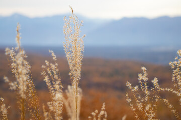 Fototapeta premium Beautiful countryside scenery along the Venus line in Ueda, Nagano, Japan
