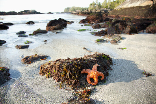 An Orange Starfish Sits Exposed On Beautiful Ucluth Beach At Wya Point Near Ucluelet; British Columbia, Canada