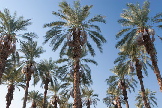 Low Angle View Of Date Trees With Covered Sacks Of Date Clusters Against A Blue Sky; Palm Springs, California, United States of America