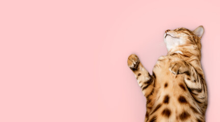 Bengal cat sleeps on a pink background.