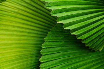 Palm Leaves And Fronds At The Singapore Zoo; Singapore