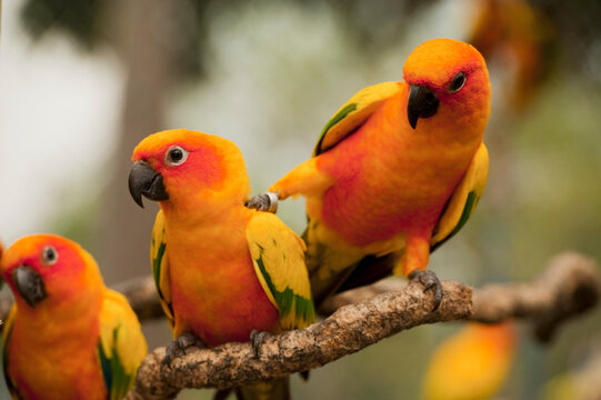 Orange Parakeets; Chiang Mai, Thailand
