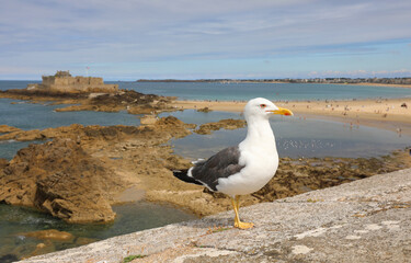 Fototapeta na wymiar White seagull on wall and bay in sea in Saint Malo Town in France