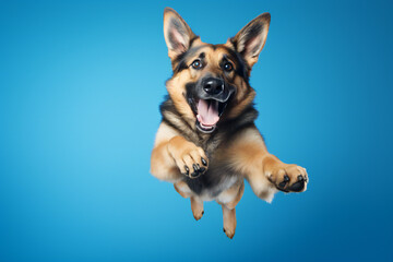 German Shepherd Dog Jumping on Blue Background