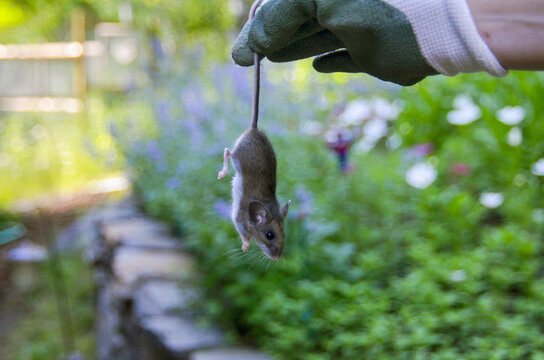 A Hand Wearing A Gardening Glove Holds A Mouse By The Tail; Lake Of The Woods, Ontario, Canada
