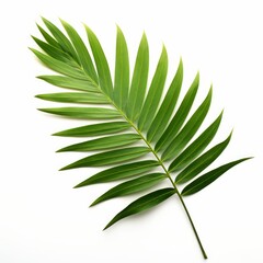 Fototapeta premium palm leaf isolated on white background