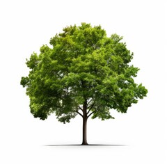 a green tree on white background