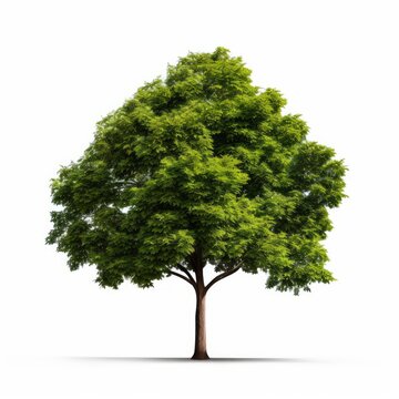 a tree on white background