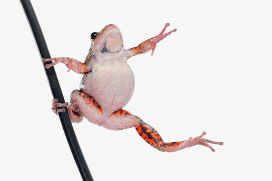 Frog dancing in the rain on a pole; Alberta canada