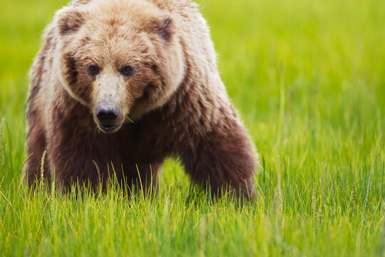 Brown bear up close at lake clarke national park; Alaska united states of america