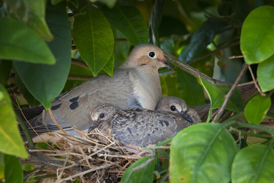 Mother dove and two chicks sitting on their nest; Phoenix arizona united states of america