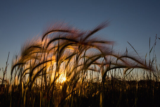 Grass with sun shining through; Edmonton alberta canada