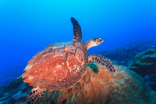 Hawksbill turtle (eretmaochelys imbricata); Bora bora island society islands french polynesia south pacific