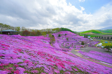 東藻琴芝桜公園