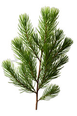 Christmas spruce tree green branch