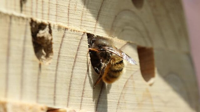 A Red mason bee (Osmia bicornis) adds mud to a hole in a Bee house.  She has previously laid grubs inside and uses mud to seal up the end of the hole.