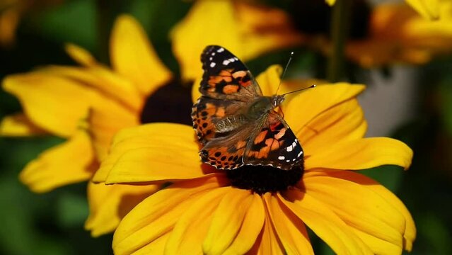 Slow motion footage of a Painted Lady butterfly feeding on a yellow flower in a Sussex garden, England, UK