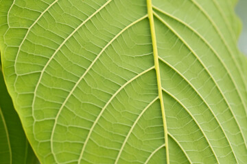 Kratom leaves green leafy plants have benefits to help reduce fat.	