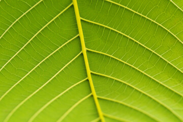 Kratom leaves green leafy plants have benefits to help reduce fat.	