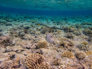 Cyclichthys spilostylus in a Red Sea coral reef