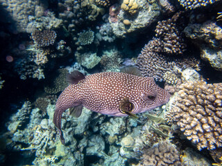 Cyclichthys spilostylus in a Red Sea coral reef