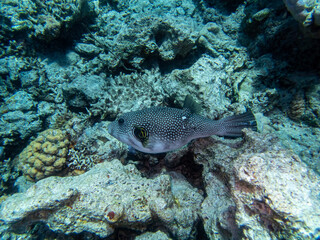 Cyclichthys spilostylus in a Red Sea coral reef