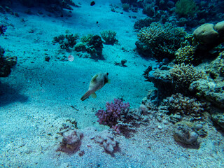 Cyclichthys spilostylus in a Red Sea coral reef
