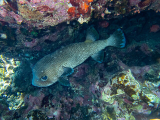 Naklejka na ściany i meble Cyclichthys spilostylus in a Red Sea coral reef